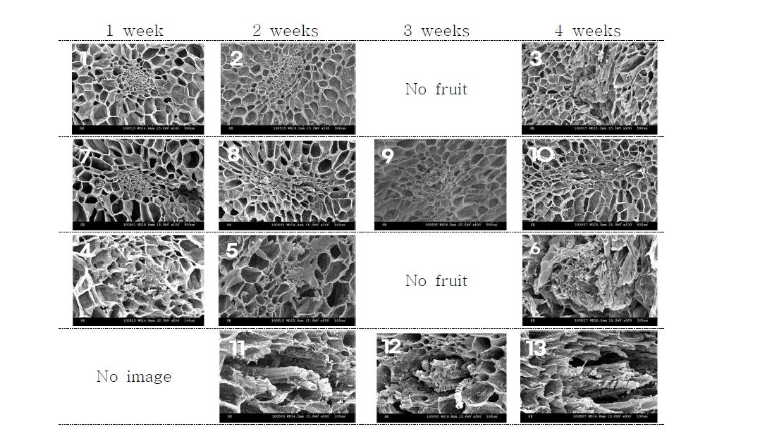 배양액 내 Ca/(K+Mg+NH4)=1:1,1:2 처리 9주후 배꼽썩음과 진행에 따른 과실 단면의유관속 검경