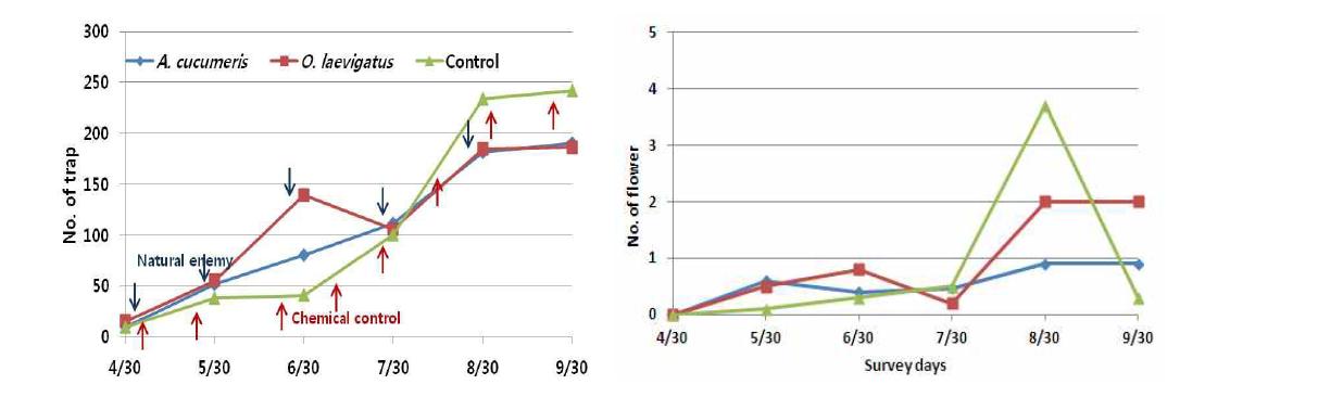 Biological control effect of O. laevigatus and A. cucumeris against Thrips on Paprikain Greenhouse.