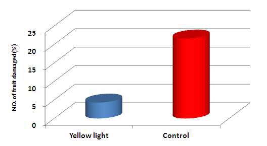 Comparison of number of fruit damaged by using yellow fluorescent light during night on Paprika in Greenhouse.