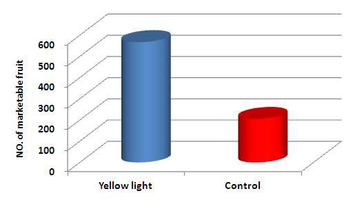 Comparison of l number of marketable fruit by using yellow fluorescent light during nigh on Paprika in Greenhouse.