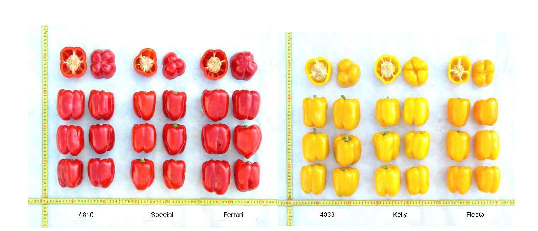 2009년 선발조합과 대비품종 간의 착색과형 비교