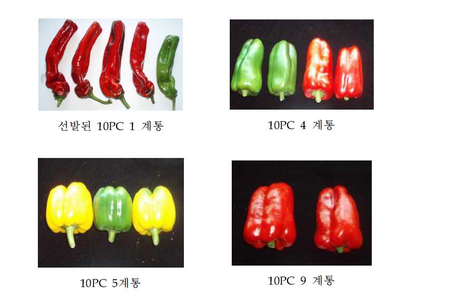 선발된 고정종 계통들의 특성