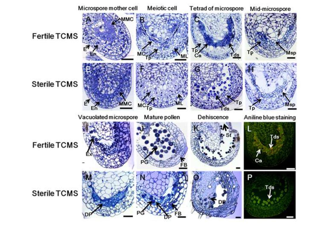저온 처리를 통해 가임 상태로 유지된 TCMS 계통과 상온처리를 통해 불임 상태로 유지된 TCMS 계통에서의 화분 발달 단계별 꽃봉오리 단면 구조를 광학 현미 경을 이용하여 관찰.