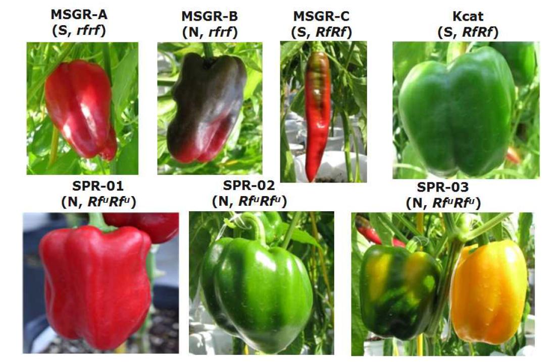 도입한 육종 재료들. S: 웅성불임 세포질, N: 웅성가임 세포질, Rf: 안정한 회복 우성 대립유전자형, rf: 안정한 회복 열성 대립유전자형, Rfu: 불안정 대립유전자형