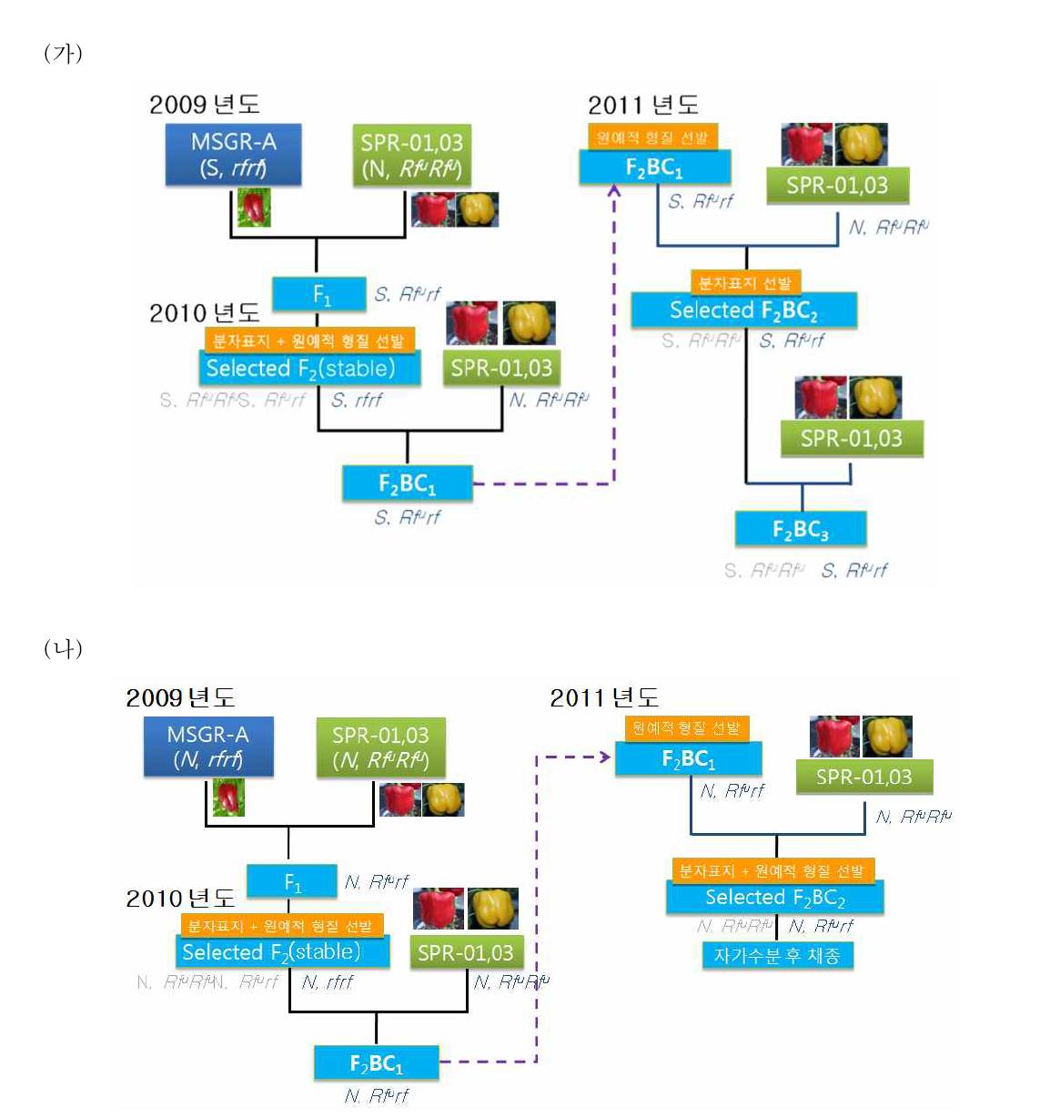 파프리카 불임친 계통(가)과 유지친 계통(나) 육성 과정 모식도