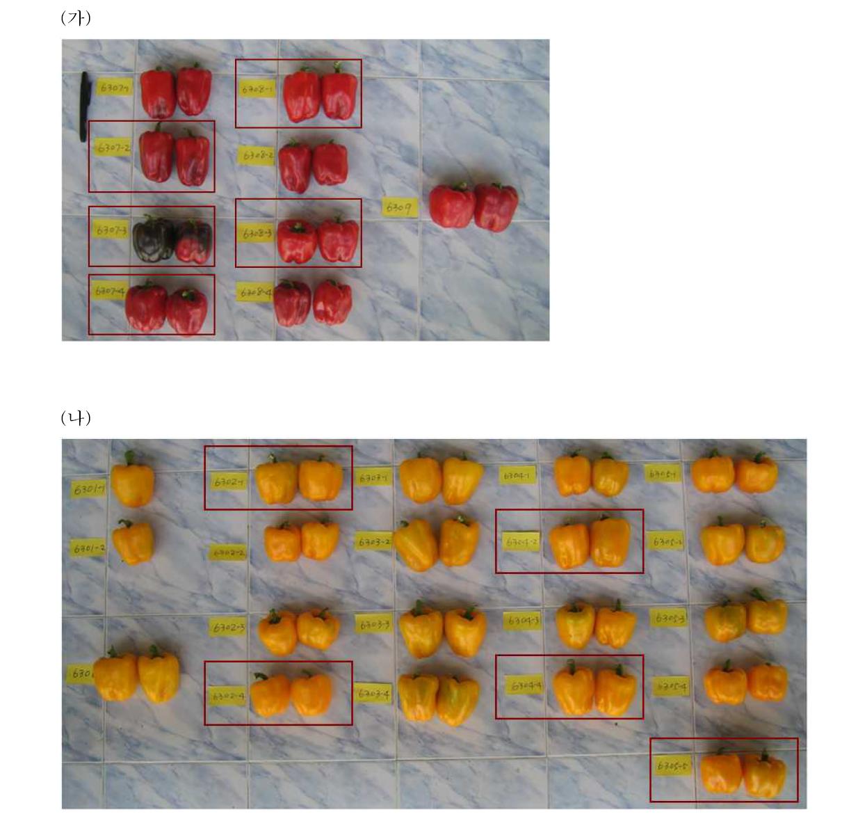 선발된 웅성불임친 적색과 F2BC1 계통(위) 및 황색과 F2BC1 계통