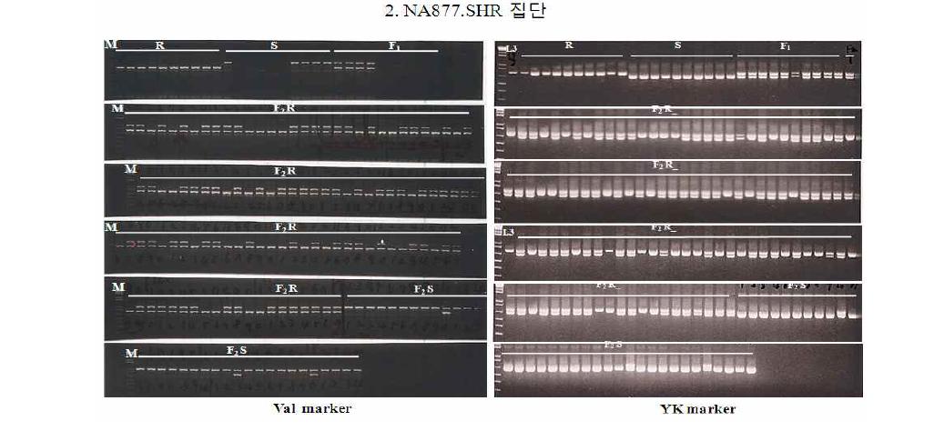 계통별 val마커와 YK마커를 71계통에 적용한 전기영동 결과