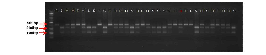 GMS-RPM CAPS marker의 F 개체 적용 결과 사진. 빨간색 H는 표현형과 마커간2불일치하는 개체의 genotype.