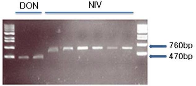 TRI13 유전자를 이용한 독소화학형 판별 PCR