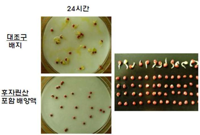 배추종자를 이용한 후자린산 생성여부 검정 결과