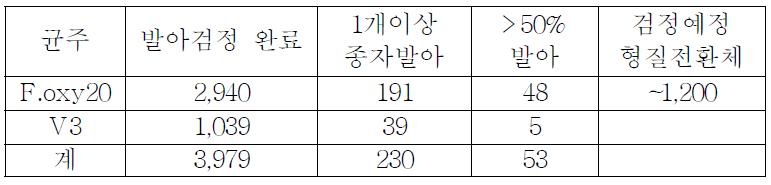 형질전환체 발아검정 현황