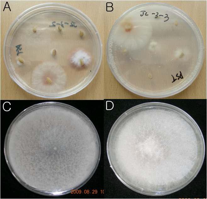 PDA배지 상에서 벼 종자로부터 곰팡이균의 분리 사진