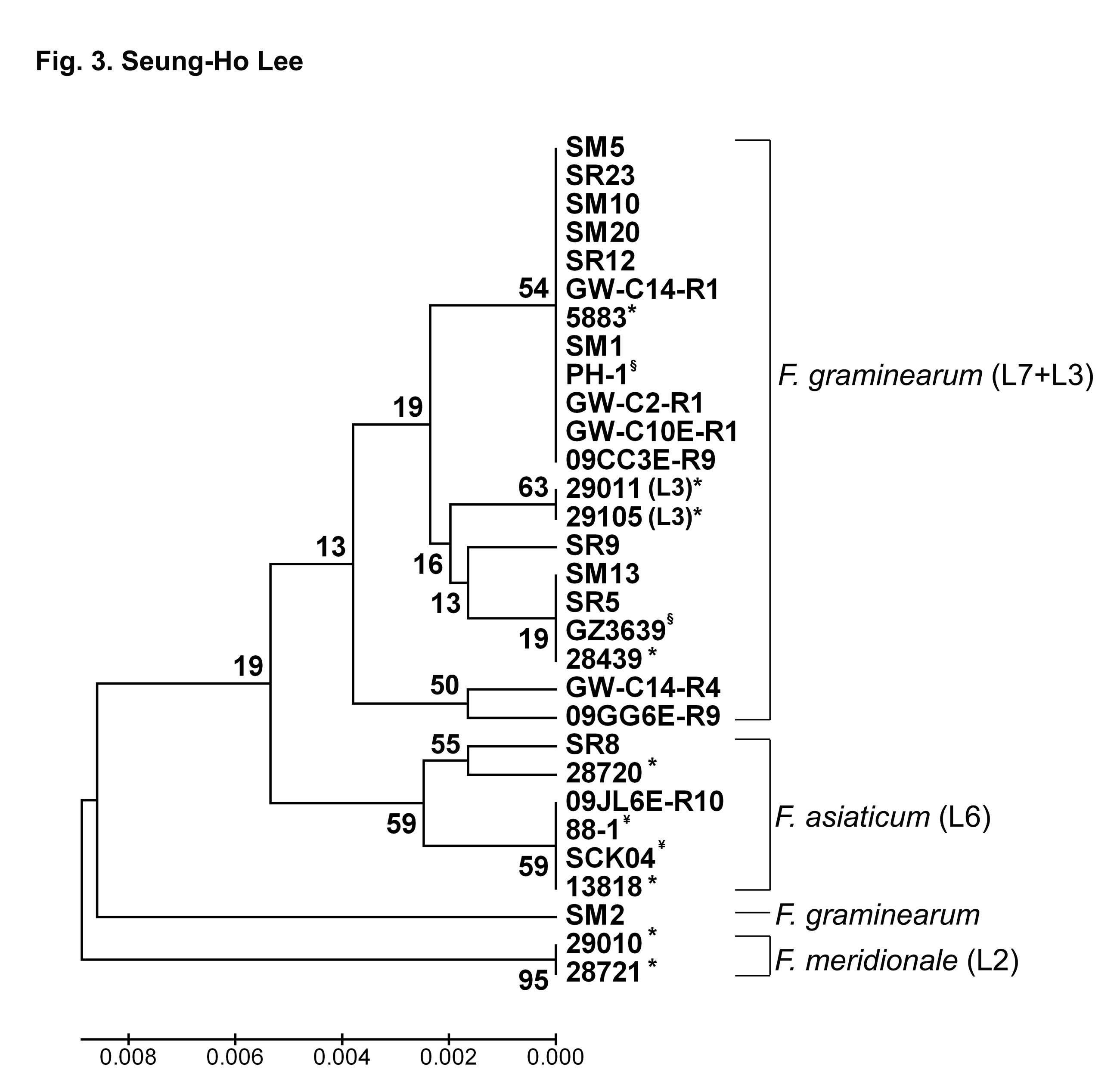 F. graminearum (lineage 7)의 TEF1 염기서열에 의한 UPGMA 계통수