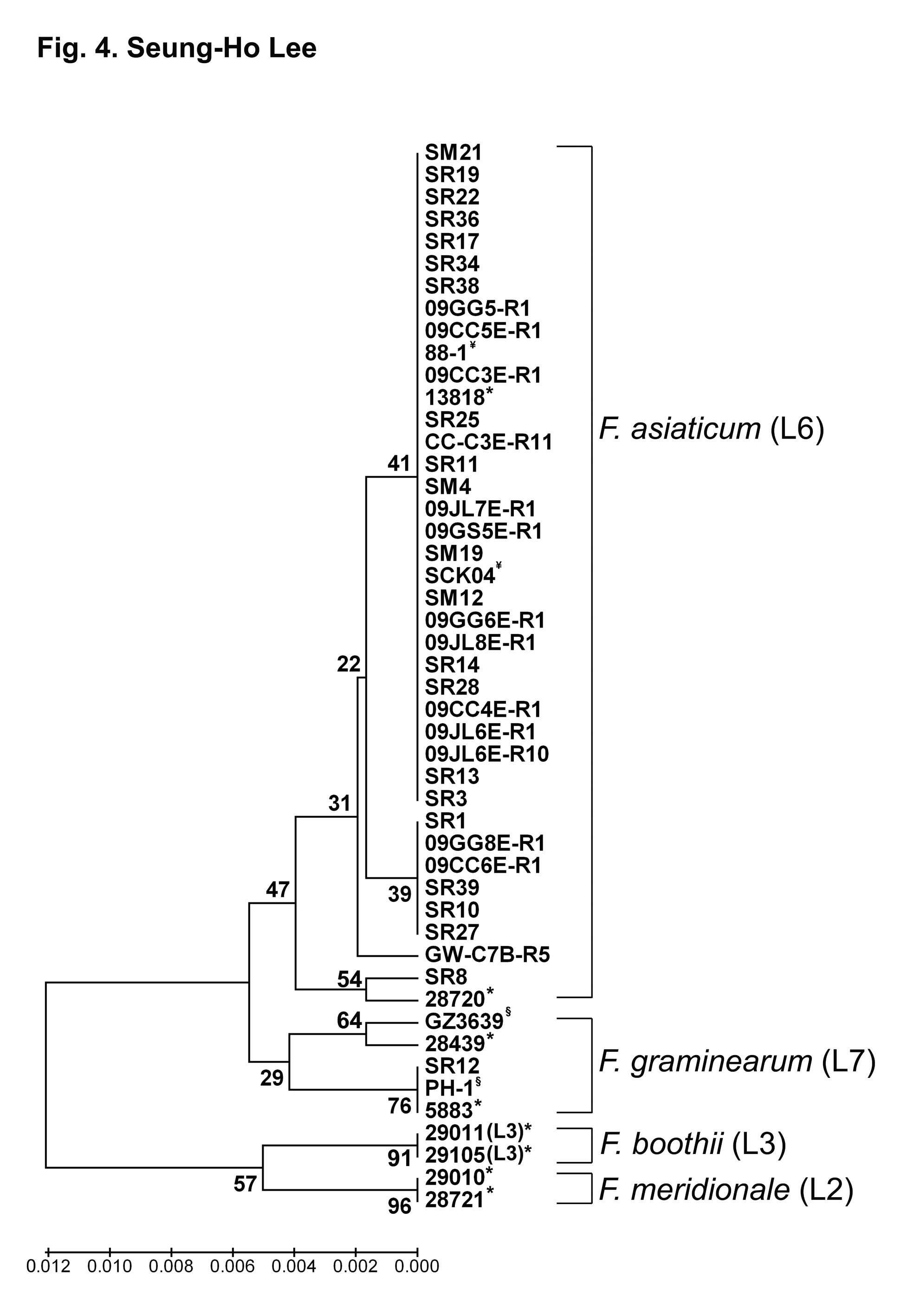 F. asiaticum (lineage 6)의 TEF1 염기서열에 의한 UPGMA 계통수