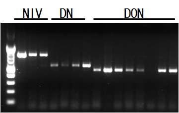 F. asiaticum 균주의 TRI13 밴드 패턴