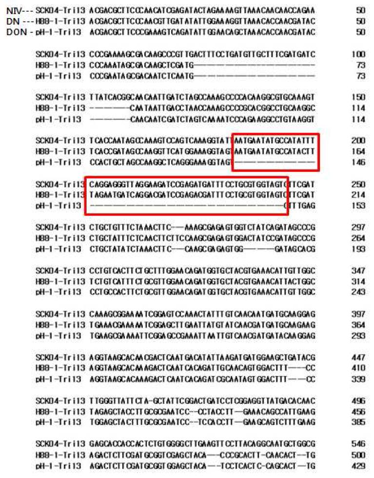 Fusarium 균주 간 TRI13 염기서열(부분) 비교