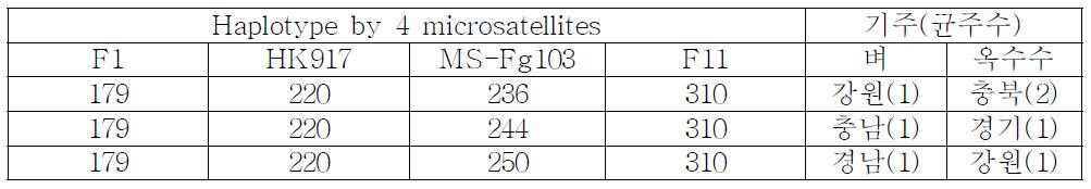 Fusarium asiaticum균주들의 haplotype 유전형 공유 현황