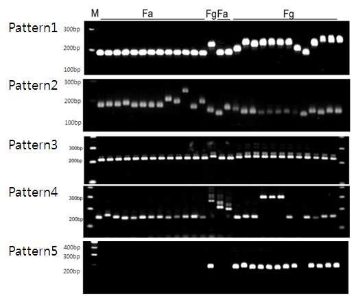 신규의 microsatellite primer를 이용한 F . asiaticum과 F . graminearum 균주의 PCR 증폭
