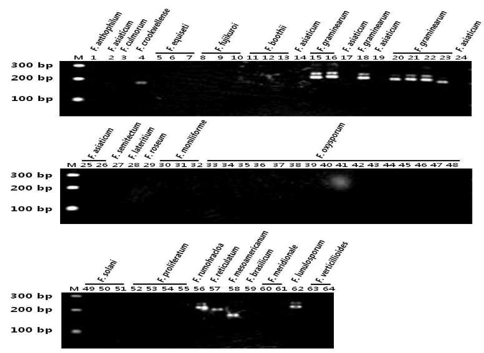 FgmsGT26 프라이머를 이용한 F. graminearum 균주의 PCR 증폭