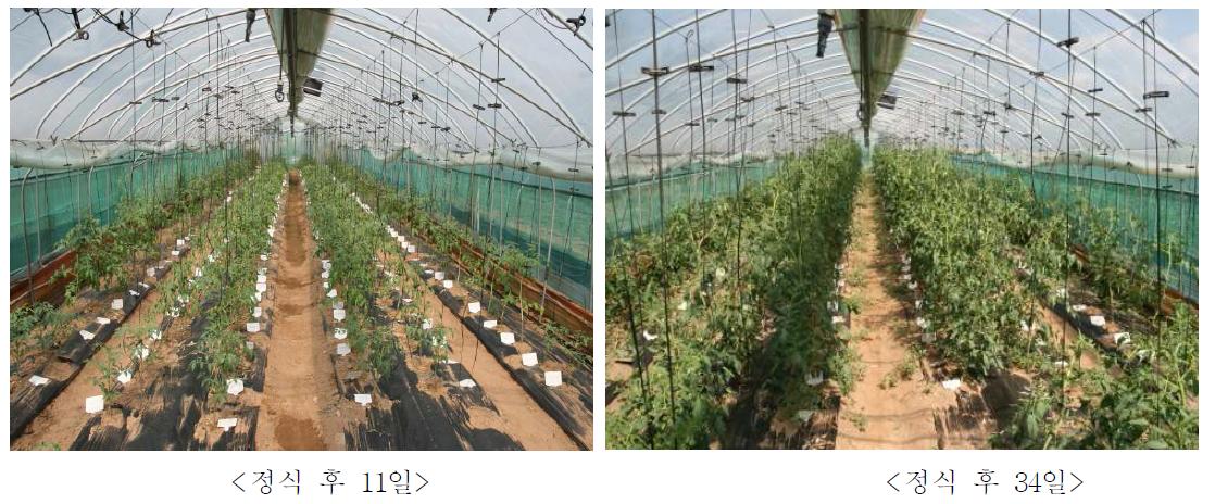 토마토 잎곰팡이병, 흰가루병 저항성 품종 선발 시험 포장 모습