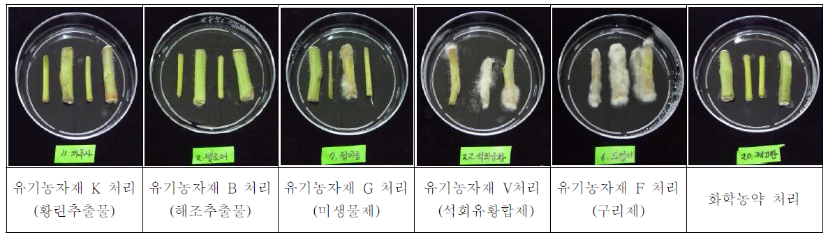 유기농자재를 이용한 토마토 잿빛곰팡이병 생물검정 모습