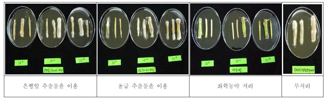 식물추추물을 이용한 잿빛곰팡이병 생물검정 모습