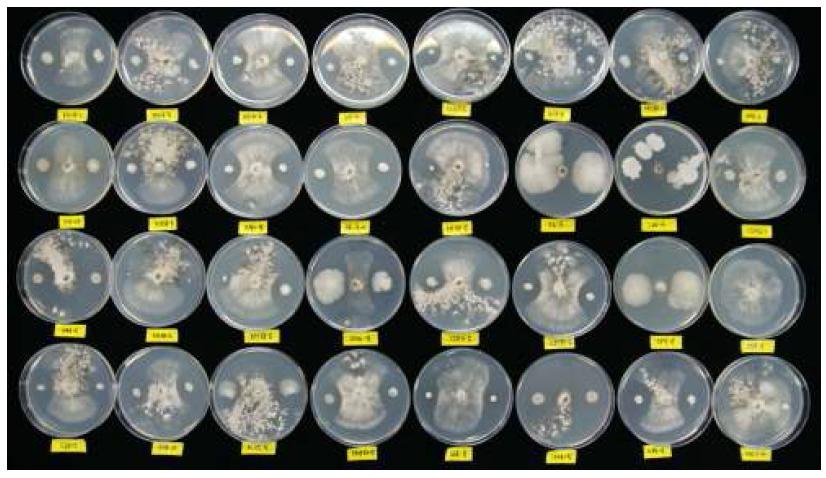 토마토 잿빛곰팡이병에 길항효과가 있는 미생물 선발 모습