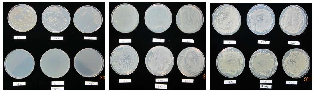 Sodium chloride 농도에 따른 Ralstonia solanacearum 생장 정도