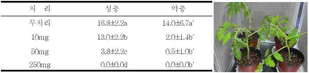 담배 훈증후 진딧물 생충수(담뱃잎, 품종:황색종)