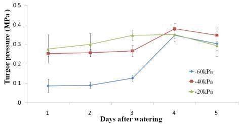 Changes of berry turgor pressure in Tamnara grape under different soil moisture levels by watering.