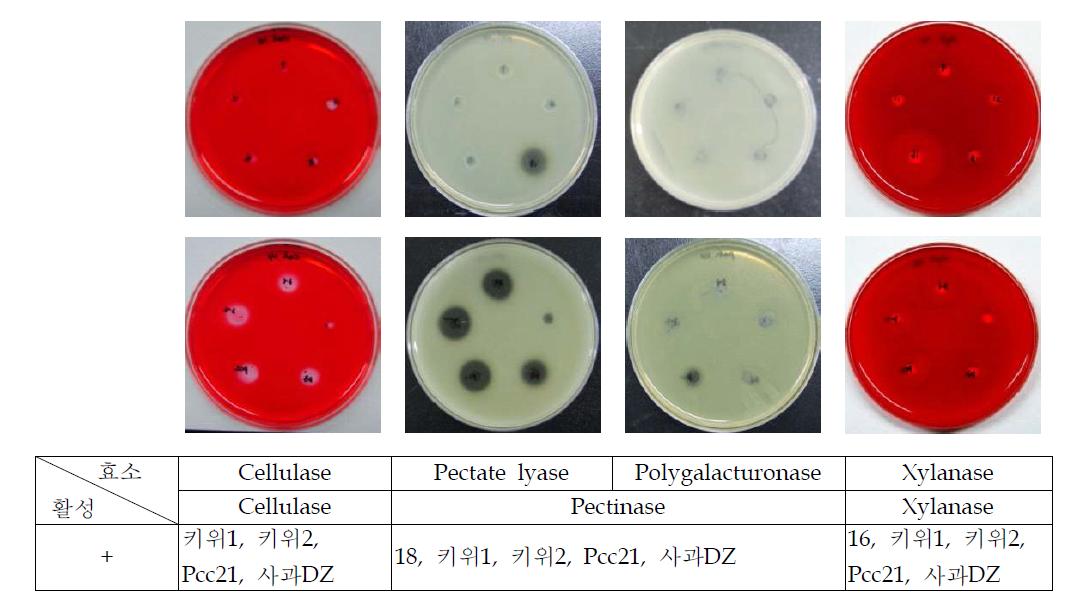 4종의 세포벽 분해 관련 효소 생성능 검정