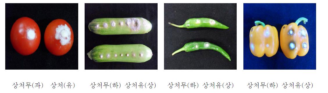 부패균 병원성 검정 결과