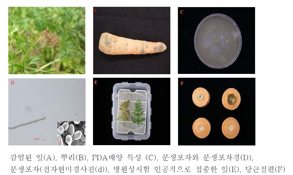 당근잿빛곰팡이병원균의 형태적 특성 및 병원성 검정