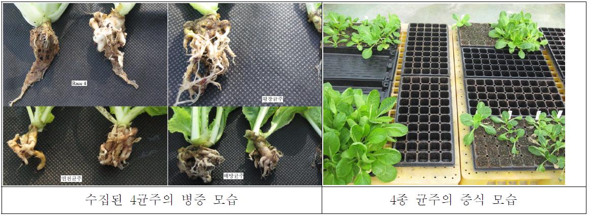 수집 및 증식중인 뿌리혹병 병원균 균주 모습