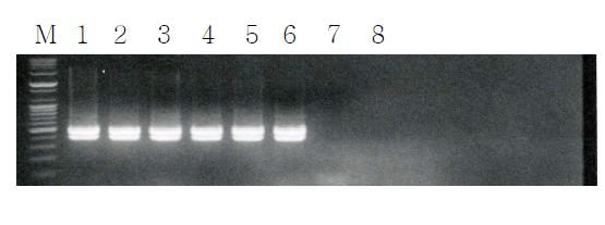 Agrose gel electrophoresis of PCR products from X . oryzae. pv. oryzae and distilled water (DW) using duplex primers XOP-F, XOP-R, XOT-F, and XOT-F. M; Maker, 1-6; Xoo DNA, 7-8; DW