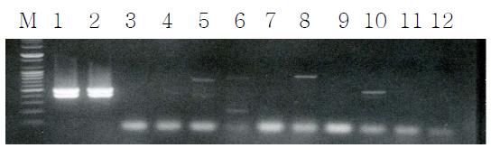 Maker, 1-2; Xoo DNA, 3; DW, 4; Escherichia coli, 5; Agrobacterim, 6; P ectobacterium caratovora subsp. cartovorum, 7; P . atrosepticum, 8; p. putida, 9; P . syringae, 10; P . savastanoi pv. phaeolicola, 11; P . savastanoi pv. savastanoi, 12; P . marginalis pv. M arginalis