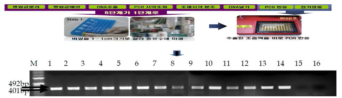 벼 흰잎마름병 PCR 진단키트를 이용으로 병 진다과정 단축