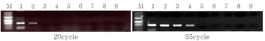 PCR cycle 횟수를 이용한 벼흰잎마름병균 밀도 간접 측정방법