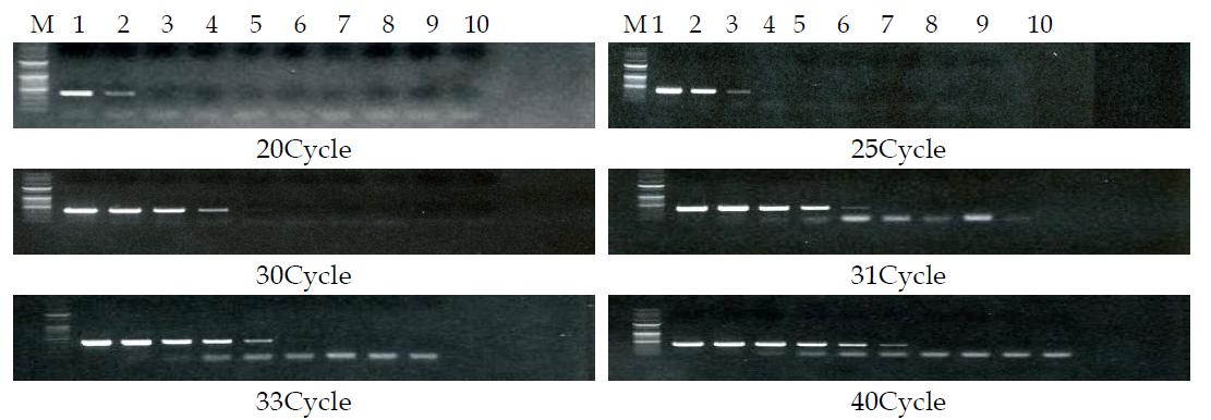 PCR Cycle별 세균성벼알마름병 DNA 농도별 검출결과 비교