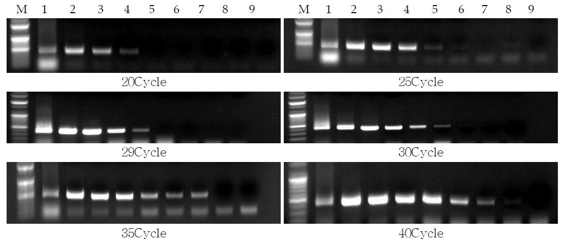 PCR Cycle별 세균성벼알마름병균 밀도별 검출결과 비교(2009년)