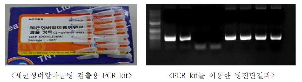 세균성벼알마름병 검출용 PCR kit 제작