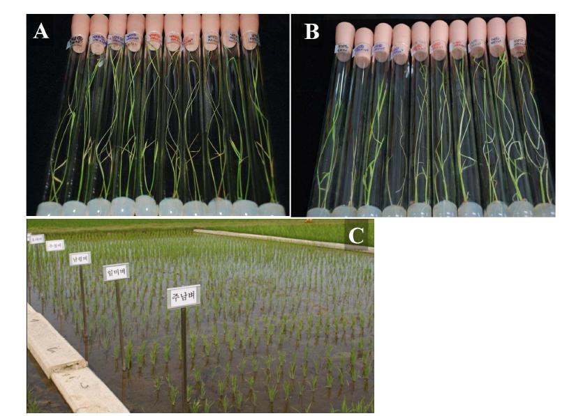 Photographs of in vitro screening method (A, B) and field screening method (C). A and B were taken 20 days after seeding. A: Nampyeongbyeo, B: Junambyeo.