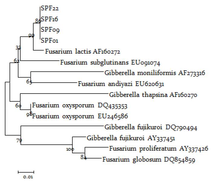 분리한 Fusarium lactis균의 translation elongation factor 1 alpha 유전자의 염기서열 분석