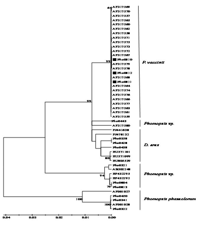 블루베리에서 분리된 Phomopsis vaccinii와 Phomopsis sp.의 Phylogenetic tree