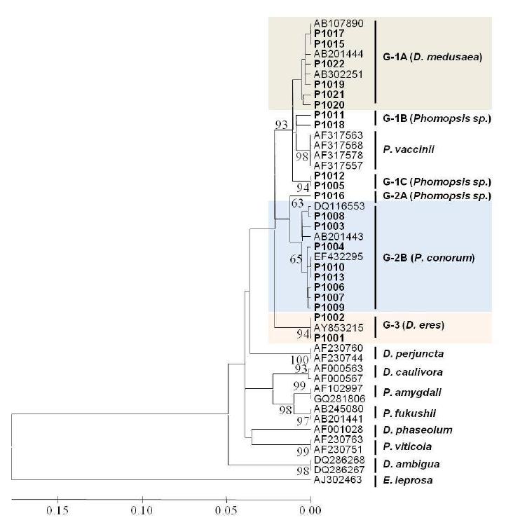 배나무에서 분리된 Phomopsis 속 균.의 Phylogenetic tree