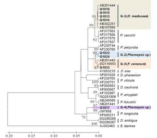 포도나무에서 분리된 Phomopsis spp.의 ITS Phylogenetic tree