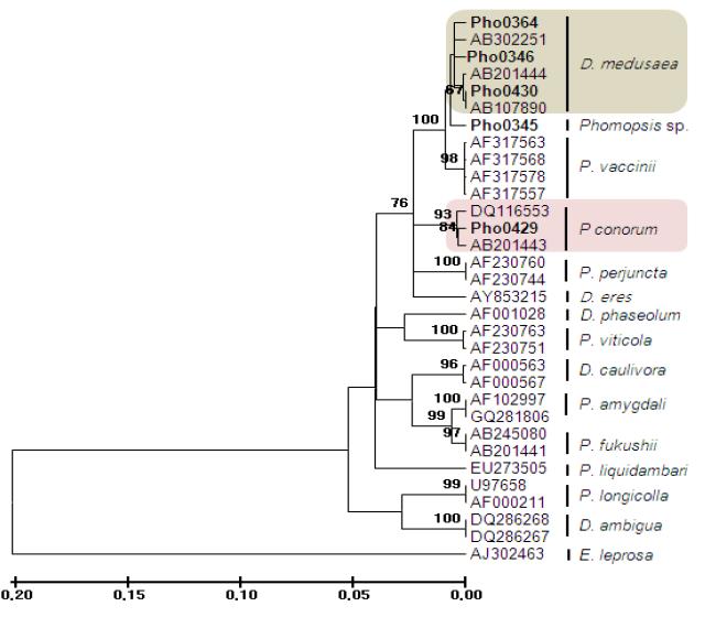 대추나무로부터 분리된 Phomopsis속 균의 ITS 염기서열 분석