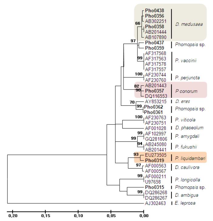 복숭아나무로부터 분리된 Phomopsis속 균의 ITS 염기서열 분석