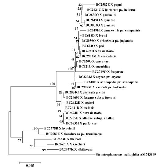 Phylogenetic tree of species level of the Genus Xanthomonas calculated from partial sequences of the 23S rRNA gene using the Jukes-Candor method and neighbour-joining algorithm,