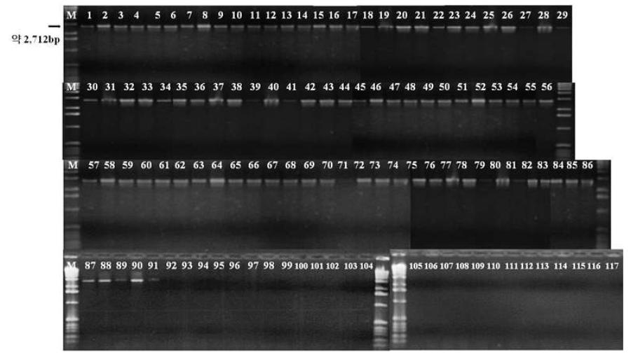 Xanthomonas속 병원세균 특이적 PCR primer 조합(XanF5/XanR6) 선발
